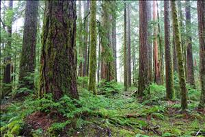 A forest of large tree trunks and moss covered soil. 